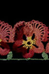 pansy edging pattern