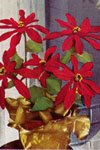 pointsettia pattern